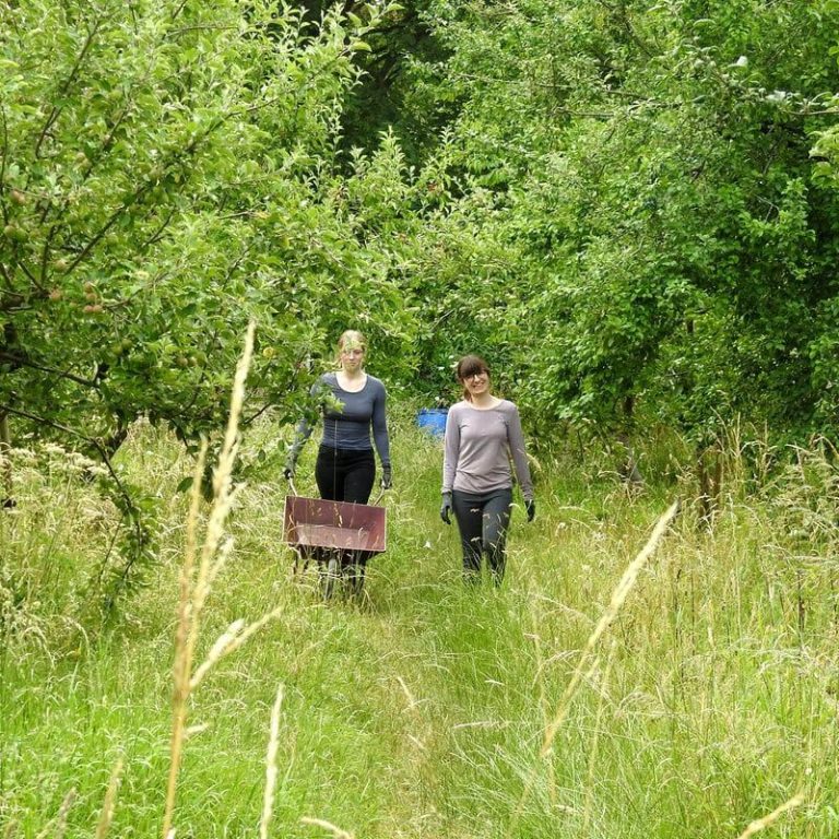 Two employer-supported volunteers help out in a wildflower meadow.
